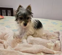 Ronan, a male Yorkshire Terrier for sale in Copan, OK – Photo 3 of 3