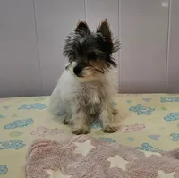 Ronan, a male Yorkshire Terrier for sale in Copan, OK – Photo 2 of 3