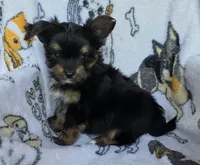 Rex, a male Mini Yorkshire Aussie for sale in Copan, OK – 1 of 3