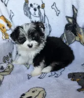 Missy, a female Mini Yorkshire Aussie for sale in Copan, OK – 3 of 3