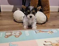 Clover, a female Yorkshire Terrier for sale in Copan, OK – Photo 2 of 2