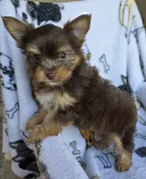 Hershey, a male Mini Yorkshire Aussie for sale in Copan, OK – 3 of 3