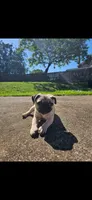 Echo, a male Pug for sale in Bethel Park, PA – 3 of 4