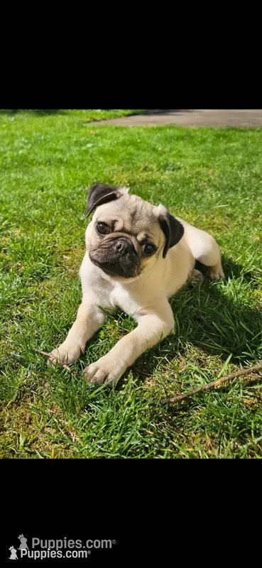 Echo – Pug puppy for sale in Bethel Park, PA