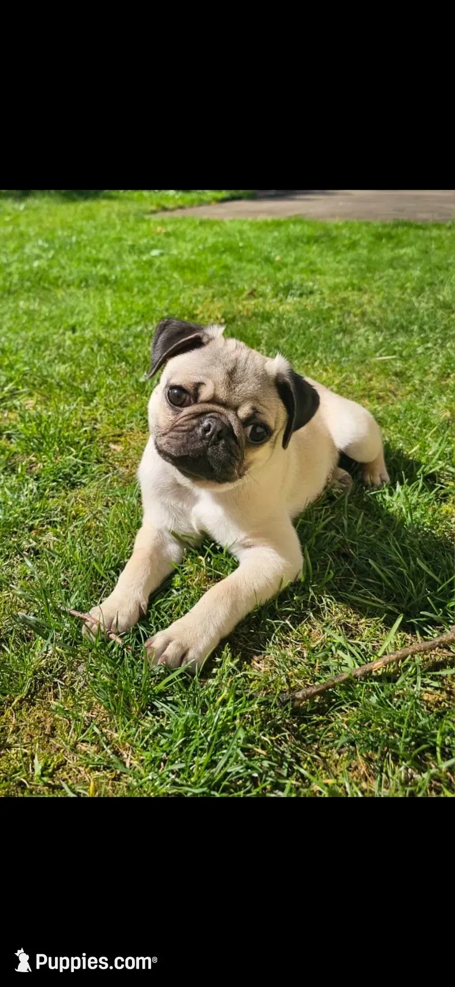 Echo, a male Pug for sale in Bethel Park, PA – 1 of 4