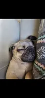 Echo, a male Pug for sale in Bethel Park, PA – 2 of 4