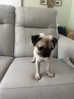 Echo, a male Pug for sale in Bethel Park, PA – 4 of 4