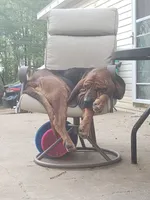 Annie, a female Bloodhound for sale in Doniphan, MO – 2 of 2