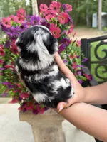 Slate, a male Miniature Aussiedoodle for sale in Palestine, TX – 4 of 9
