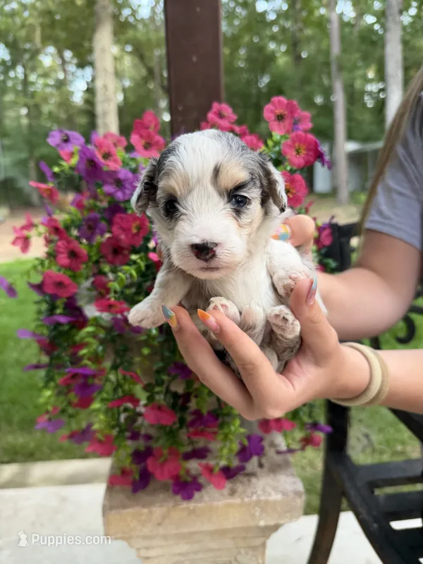Creek – Miniature Aussiedoodle puppy for sale in Palestine, TX