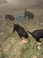 Peanut, a female Miniature Aussiedoodle for sale in Palestine, TX – Photo 6 of 10