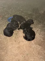 Peanut, a female Miniature Aussiedoodle for sale in Palestine, TX – Photo 2 of 10