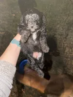 Peanut, a female Miniature Aussiedoodle for sale in Palestine, TX – Photo 1 of 10