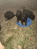 Peanut, a female Miniature Aussiedoodle for sale in Palestine, TX – Photo 3 of 10