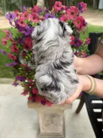 Creek, a male Miniature Aussiedoodle for sale in Palestine, TX – 3 of 8