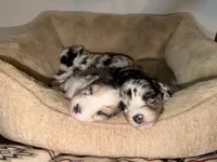 Slate, a male Miniature Aussiedoodle for sale in Palestine, TX – 8 of 9