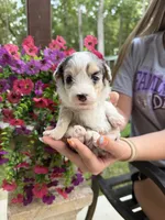 Creek, a male Miniature Aussiedoodle for sale in Palestine, TX – 2 of 8