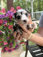 Slate, a male Miniature Aussiedoodle for sale in Palestine, TX – 1 of 9