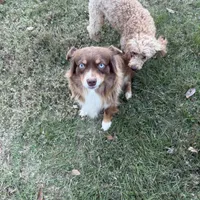 Maggie, a female Miniature Australian Shepherd for sale in Palestine, TX – Photo 2 of 5