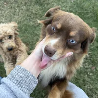 Maggie, a female Miniature Australian Shepherd for sale in Palestine, TX – Photo 3 of 5