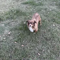 Maggie, a female Miniature Australian Shepherd for sale in Palestine, TX – Photo 5 of 5