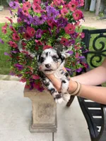Slate, a male Miniature Aussiedoodle for sale in Palestine, TX – 3 of 9