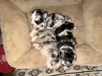 Slate, a male Miniature Aussiedoodle for sale in Palestine, TX – 5 of 9