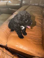 Acorn, a male Miniature Aussiedoodle for sale in Palestine, TX – Photo 4 of 10