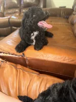 Acorn, a male Miniature Aussiedoodle for sale in Palestine, TX – Photo 3 of 10