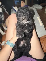 Acorn, a male Miniature Aussiedoodle for sale in Palestine, TX – Photo 2 of 10