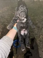 Acorn, a male Miniature Aussiedoodle for sale in Palestine, TX – Photo 6 of 10