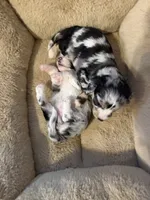 Slate, a male Miniature Aussiedoodle for sale in Palestine, TX – 6 of 9