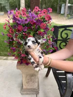 Slate, a male Miniature Aussiedoodle for sale in Palestine, TX – 2 of 9