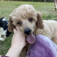 Chili, a male Poodle - Miniature  for sale in Palestine, TX – Photo 3 of 5