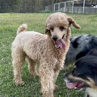 Chili, a male Poodle - Miniature  for sale in Palestine, TX – Photo 2 of 5