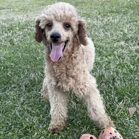 Chili, a male Poodle - Miniature  for sale in Palestine, TX – Photo 1 of 5
