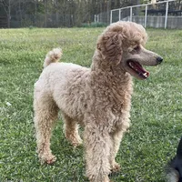 Chili, a male Poodle - Miniature  for sale in Palestine, TX – Photo 4 of 5