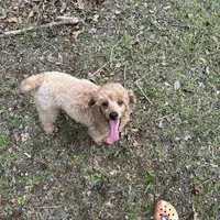 Chili, a male Poodle - Miniature  for sale in Palestine, TX – Photo 5 of 5