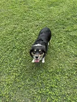Hazelnut, a female Miniature Aussiedoodle for sale in Palestine, TX – Photo 8 of 10