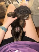 Hazelnut, a female Miniature Aussiedoodle for sale in Palestine, TX – Photo 3 of 10