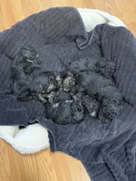 Hazelnut, a female Miniature Aussiedoodle for sale in Palestine, TX – Photo 7 of 10