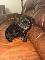 Hazelnut, a female Miniature Aussiedoodle for sale in Palestine, TX – Photo 2 of 10