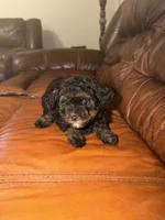 Hazelnut, a female Miniature Aussiedoodle for sale in Palestine, TX – Photo 1 of 10