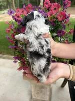 Willow, a female Miniature Aussiedoodle for sale in Palestine, TX – 3 of 8