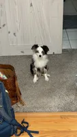 Willow, a female Miniature Aussiedoodle for sale in Palestine, TX – 7 of 8