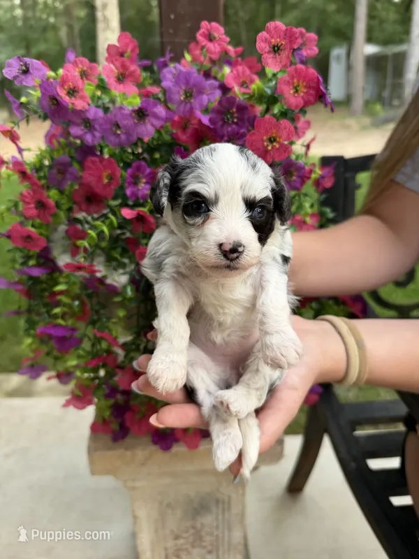 Willow – Miniature Aussiedoodle puppy on hold in Palestine, TX