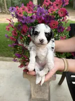 Willow, a female Miniature Aussiedoodle for sale in Palestine, TX – 2 of 8
