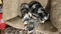 Willow, a female Miniature Aussiedoodle for sale in Palestine, TX – 4 of 8
