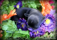 Petite Rosa, a female Chihuahua for sale in Wister, OK – 3 of 3