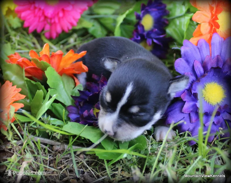 Reese – Chihuahua puppy for sale in Wister, OK